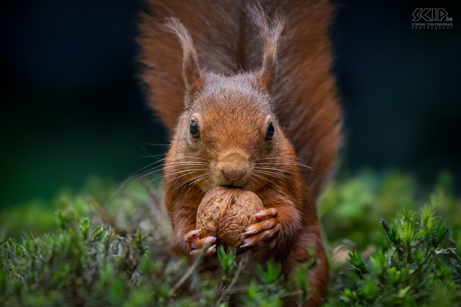 Squirrels What a fun day to photograph these cute, energetic and very agile squirrels. Red squirrels (Sciurus vulgaris) are omnivores and have a varied diet consisting of nuts, seeds, berries, fungi, and sometimes insects and bird eggs. One of the adult squirrels still had beautiful ear tufts. Stefan Cruysberghs